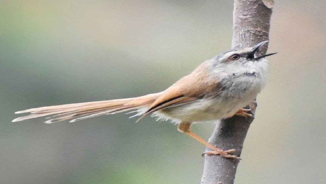 Grey crowned Prinia a rare species of bird found in Mazathal of Solan