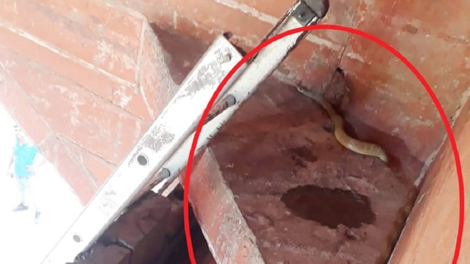 Agra Tourists lost their senses after seeing a snake at the entrance of the fort Wildlife SOS rescued