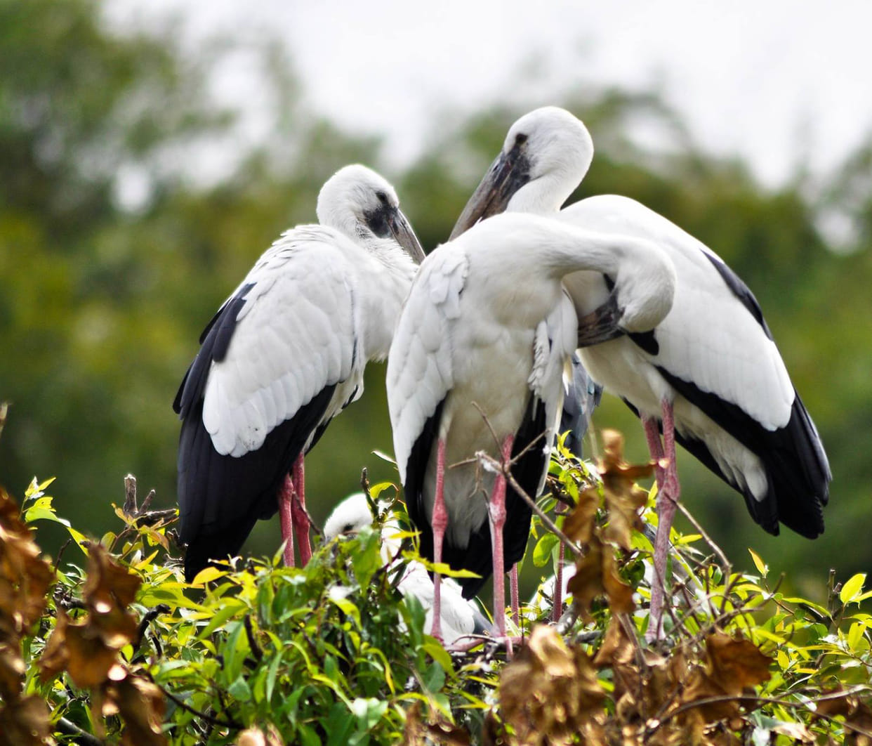 Asian Open Bill Stork arrived with the message of monsoon coming
