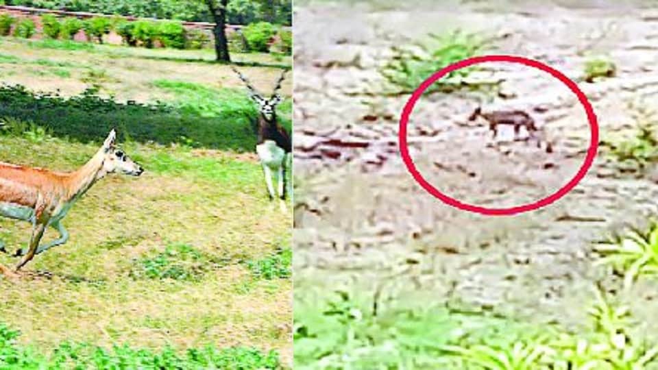 Shifting Blackbuck to Etawah Lion Safari is not easy