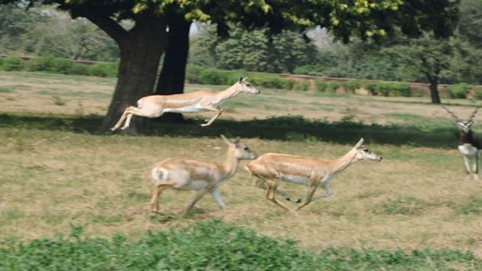Shifting Blackbuck to Etawah Lion Safari is not easy