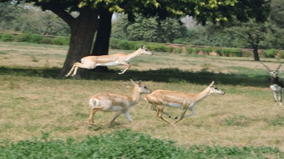 Jackals become a threat to deer in Sikandra black deer remain on target