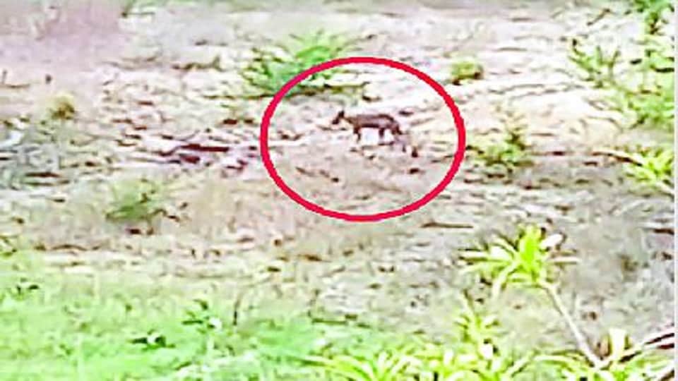 Jackals become a threat to deer in Sikandra black deer remain on target