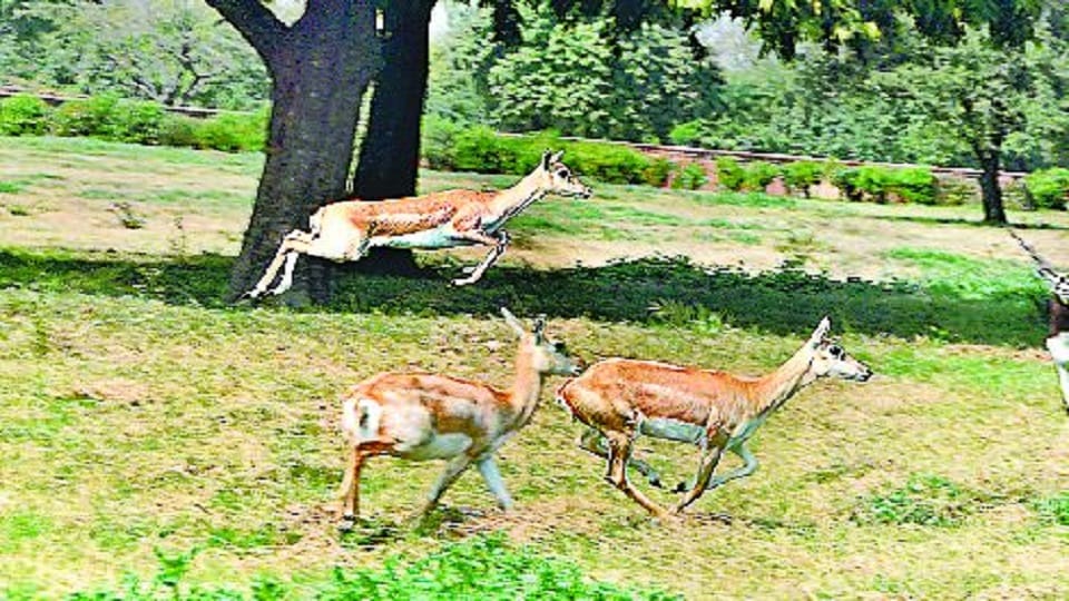 Jackals become a threat to deer in Sikandra black deer remain on target