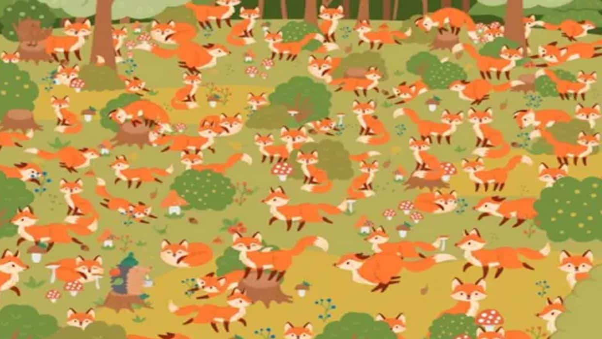 optical illusion did you see the blue eyes fox in this picture brainstorming photo brain teasers news in hindi