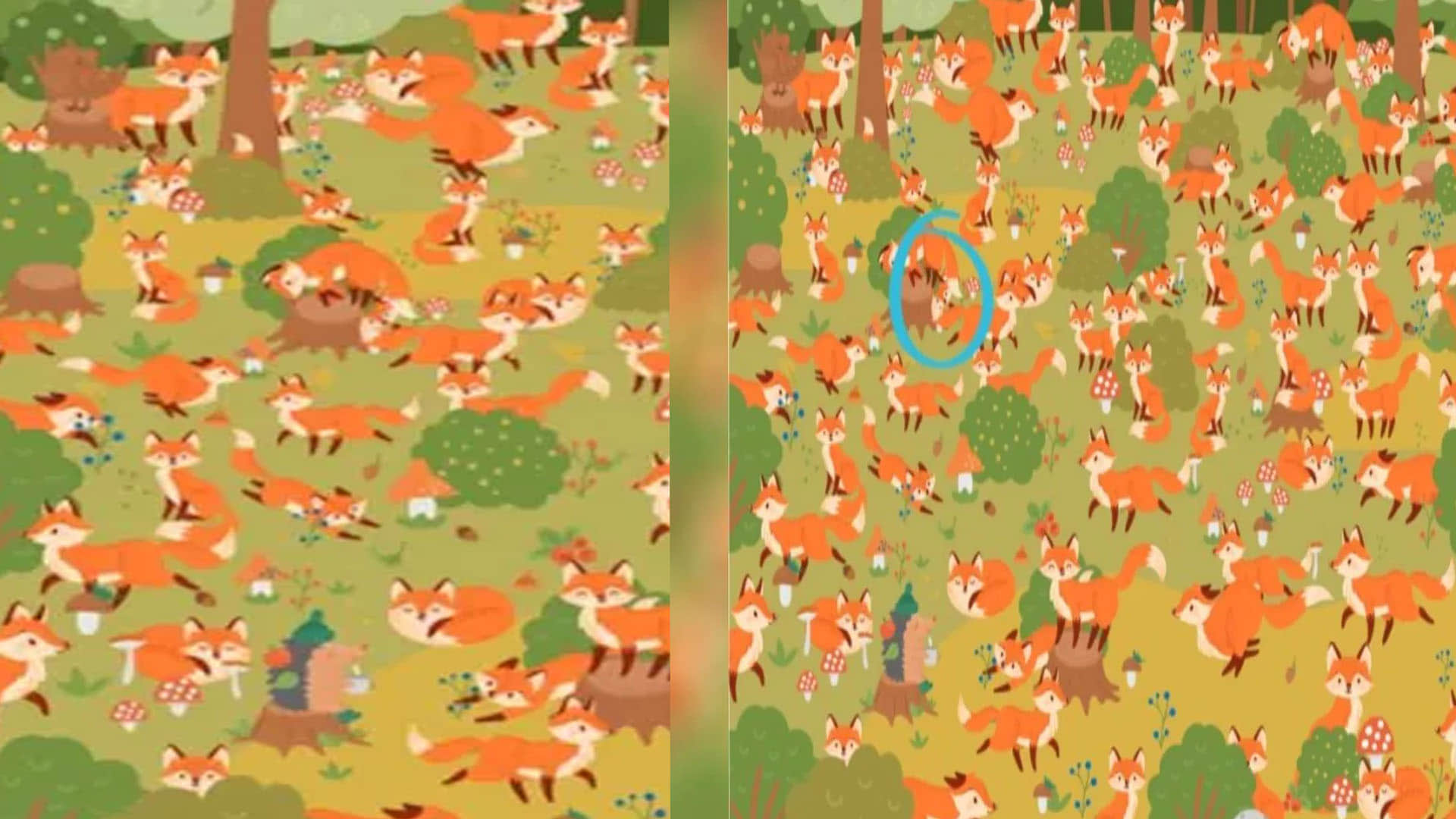 optical illusion did you see the blue eyes fox in this picture brainstorming photo brain teasers news in hindi