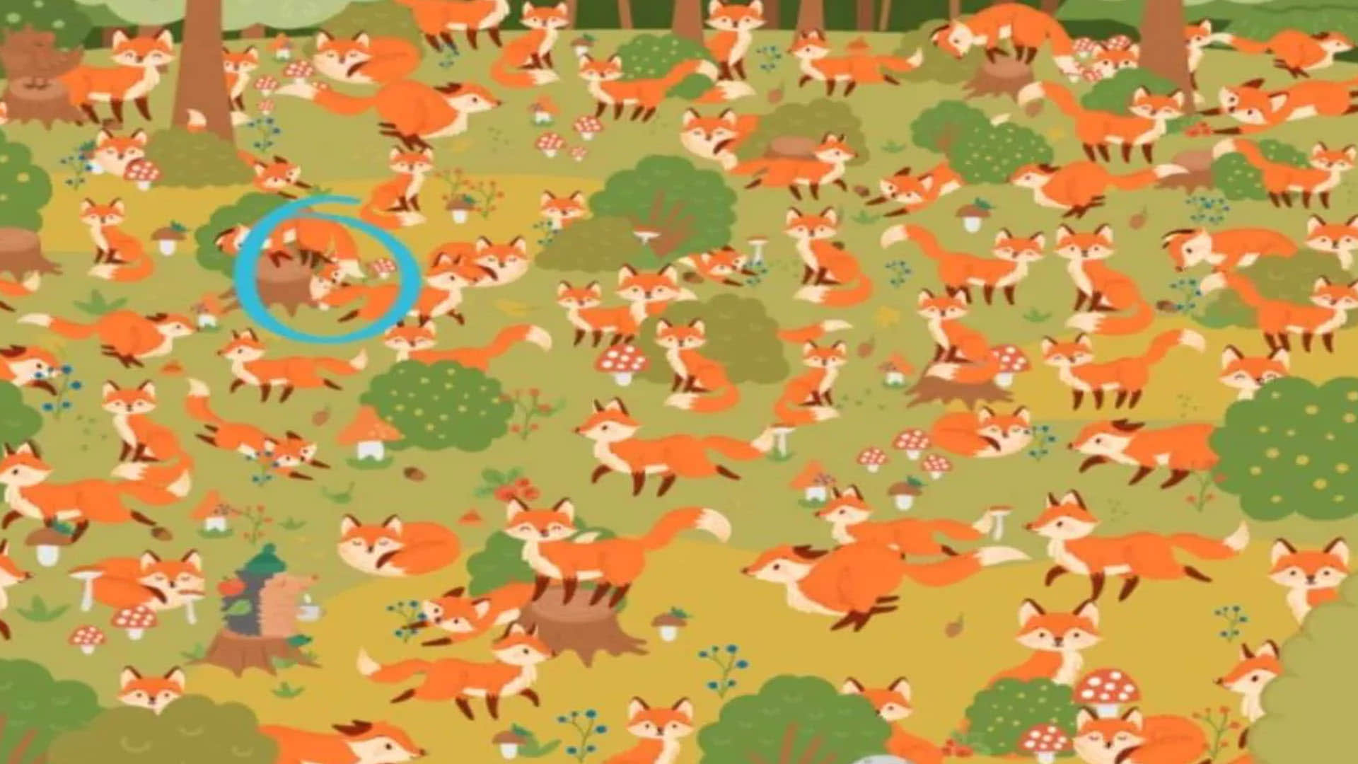 optical illusion did you see the blue eyes fox in this picture brainstorming photo brain teasers news in hindi