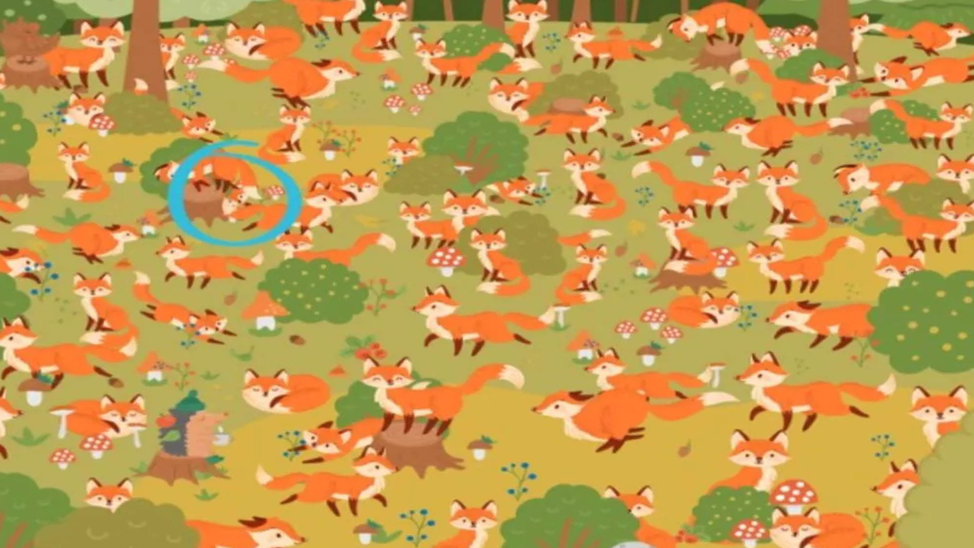 optical illusion did you see the blue eyes fox in this picture brainstorming photo brain teasers news in hindi