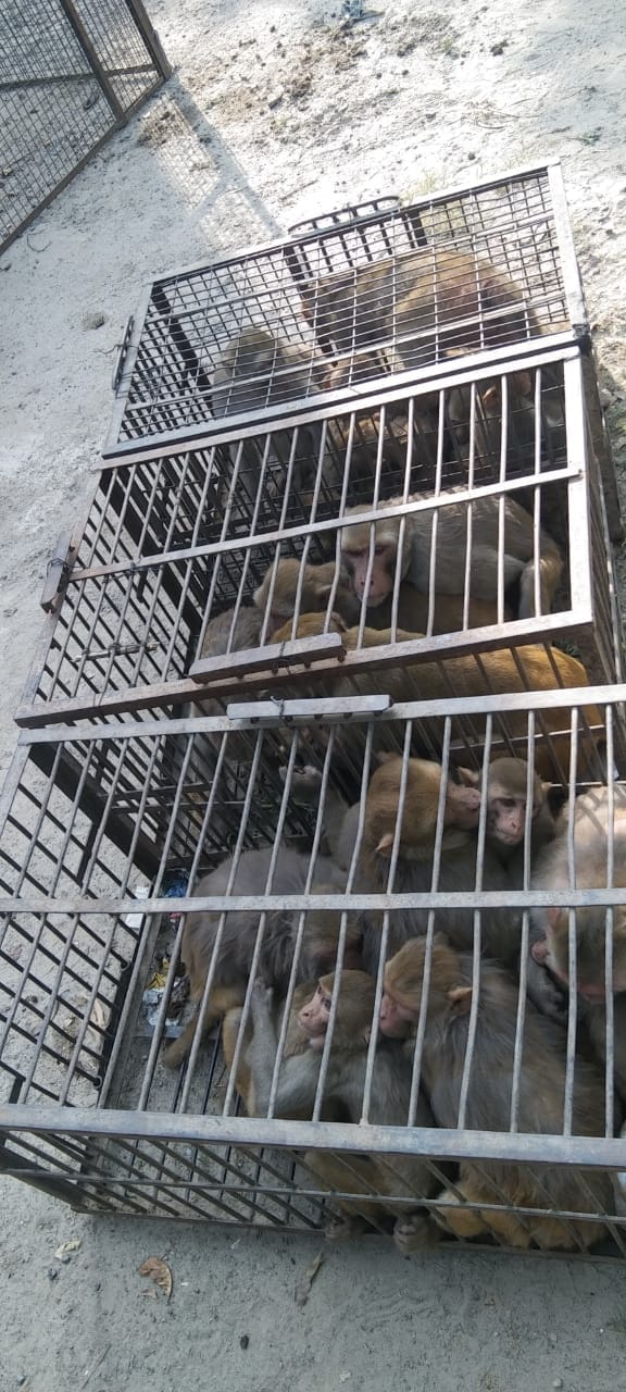Efforts to catch rogue monkeys started