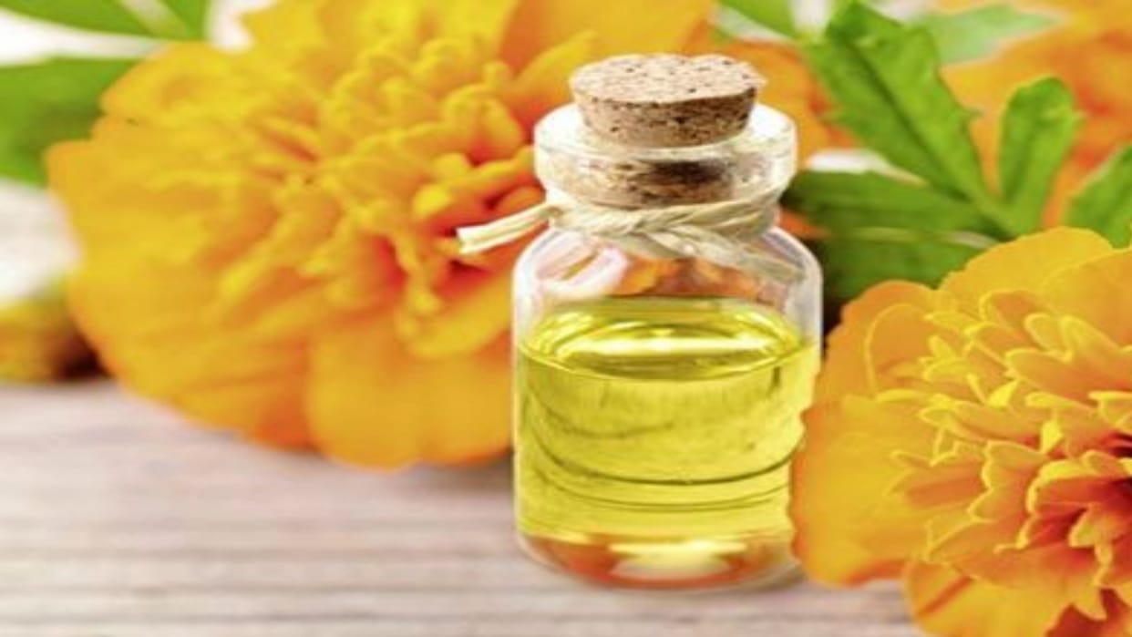 Himachal News: Mandi Tagetes oil order by UK company