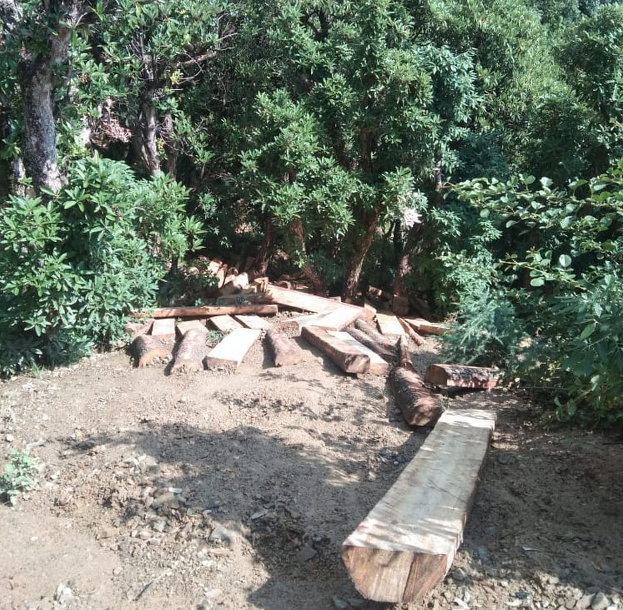 135 nos of cedar and 114 stubble recovered from the forest of Thyaanbagh