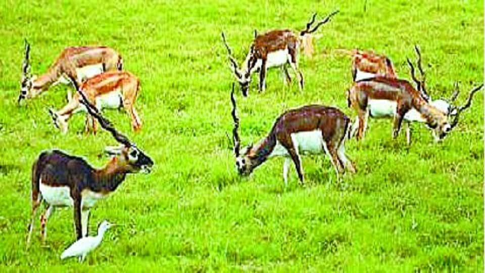 Shifting Blackbuck to Etawah Lion Safari is not easy