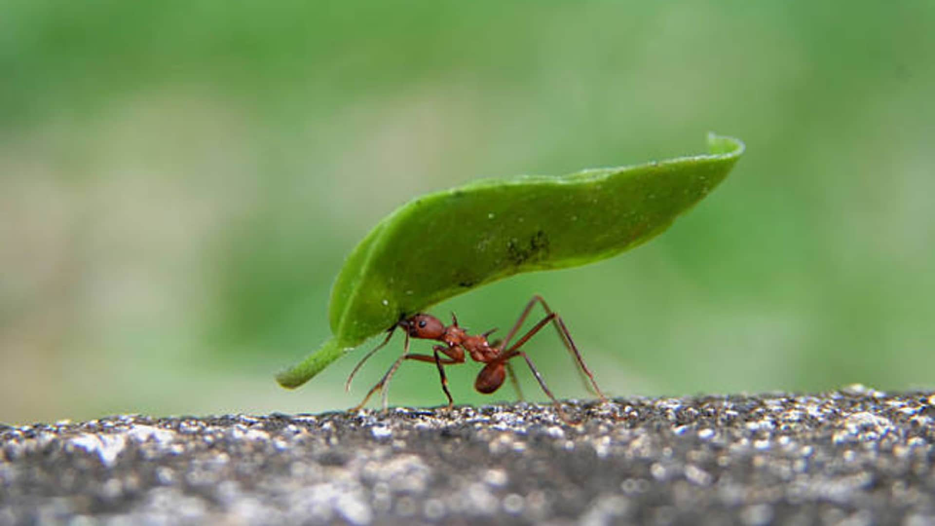 Ants vs Human Population Know How Many Ants Are in the World Compared to Humans