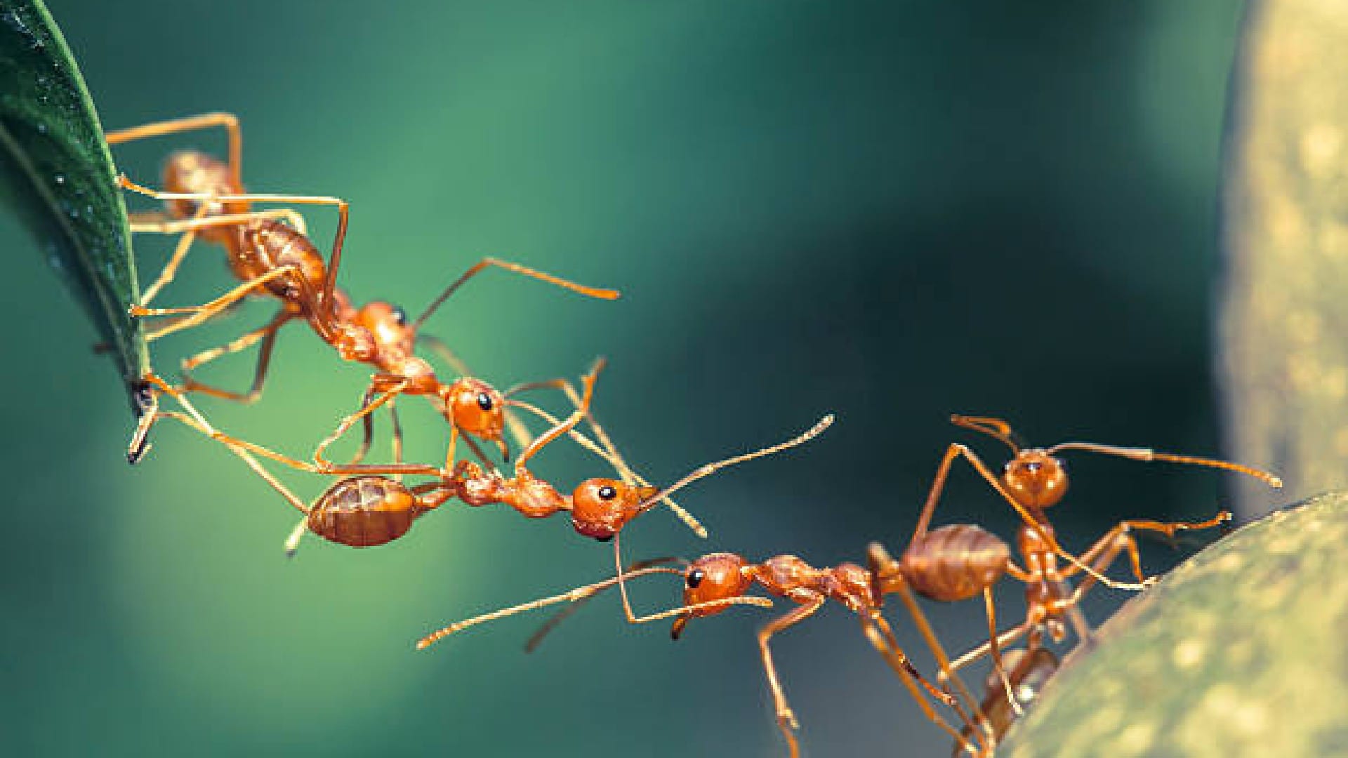 Interesting Facts: Ants take 250 naps every day know interesting things about Ants in hindi