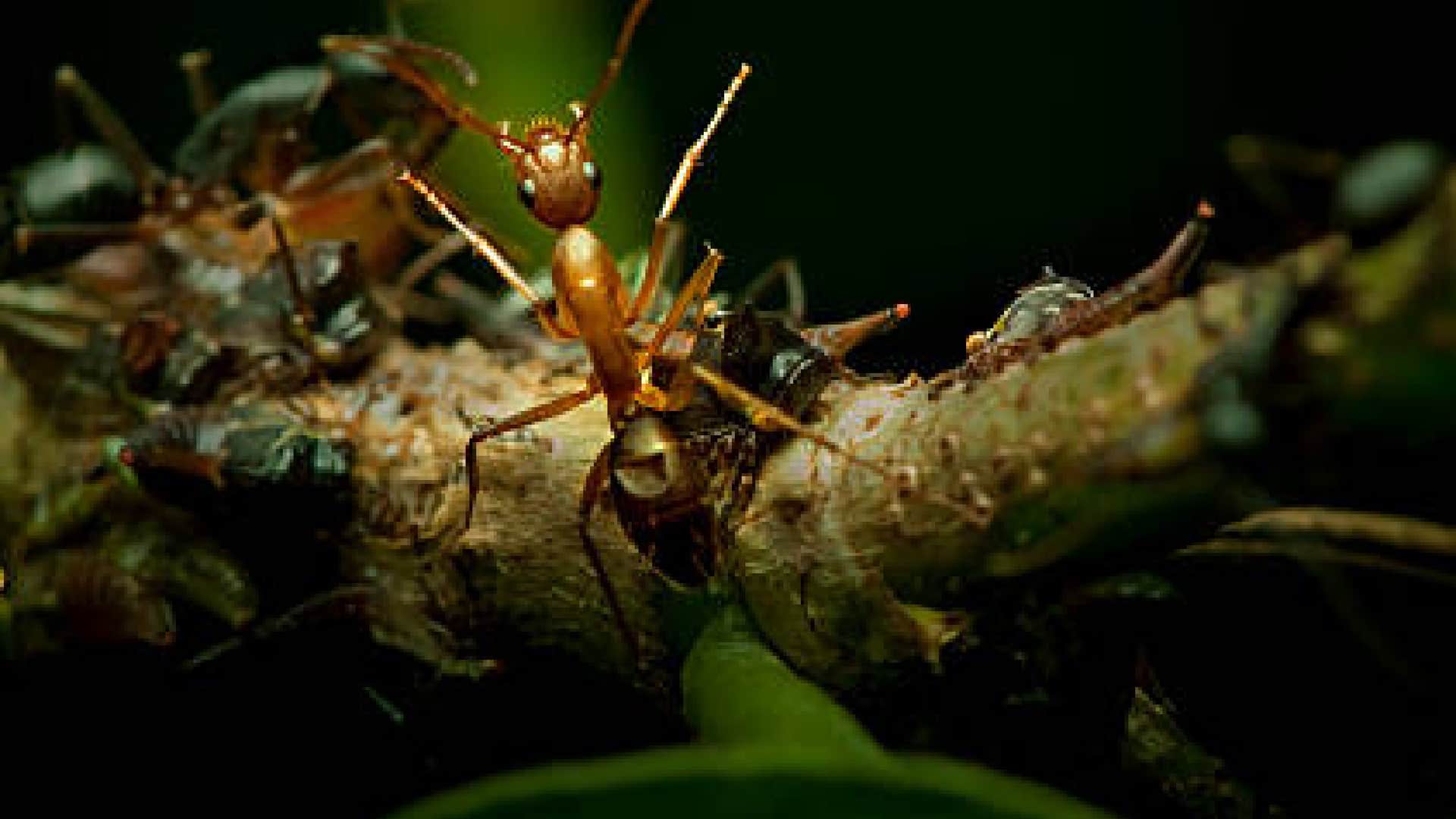 Interesting Facts: Ants take 250 naps every day know interesting things about Ants in hindi