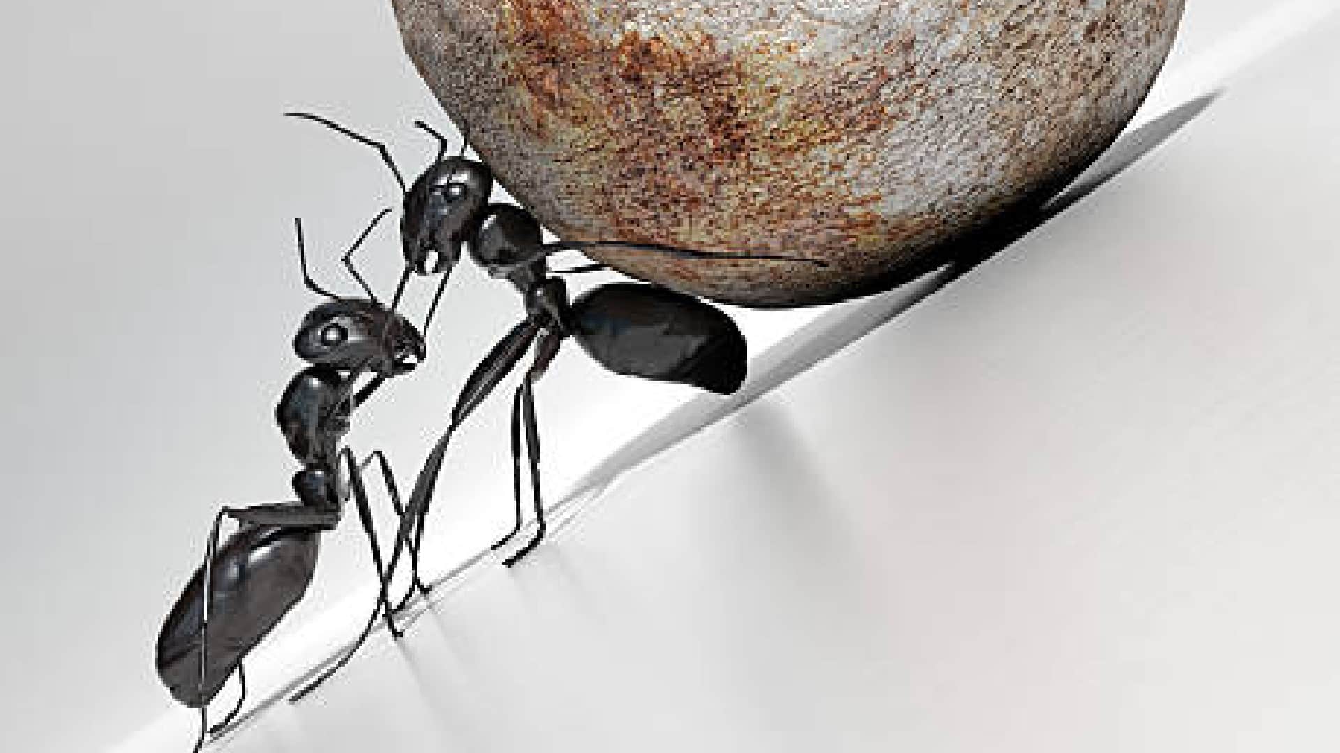Ants vs Human Population Know How Many Ants Are in the World Compared to Humans