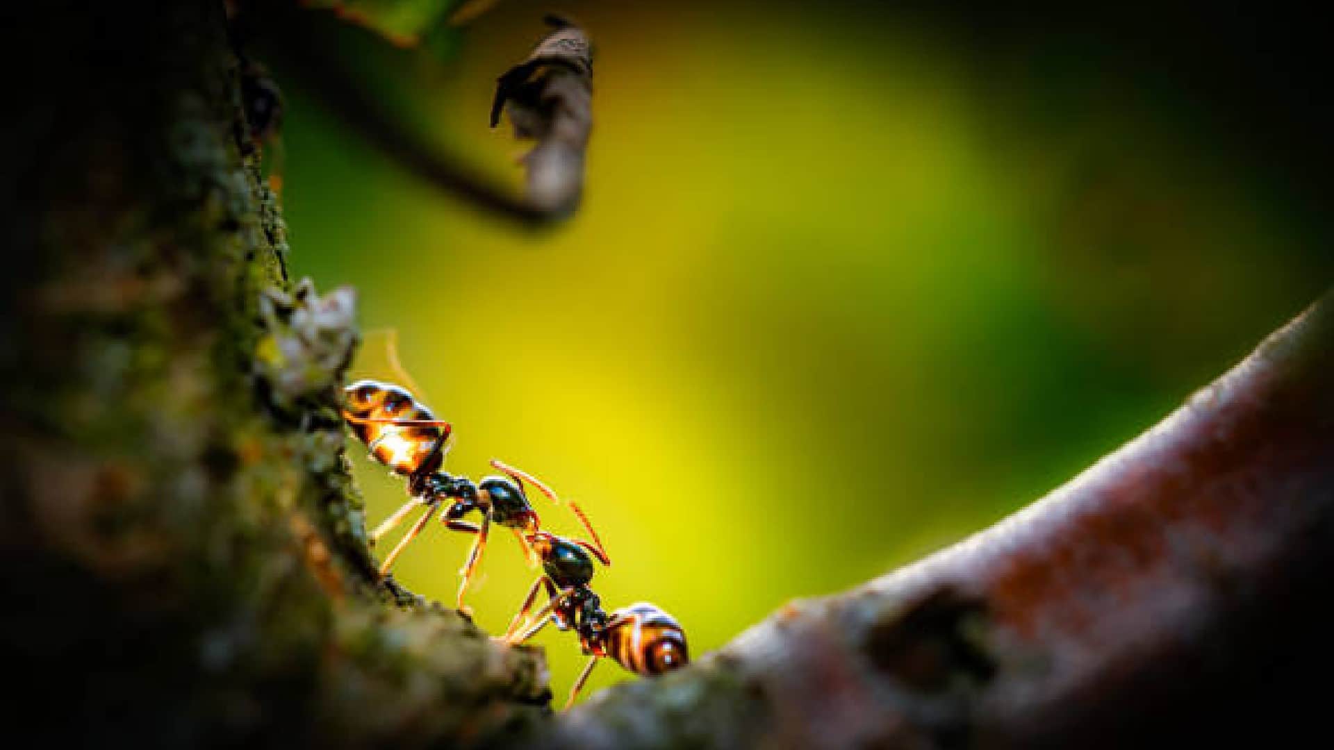 Ants vs Human Population Know How Many Ants Are in the World Compared to Humans