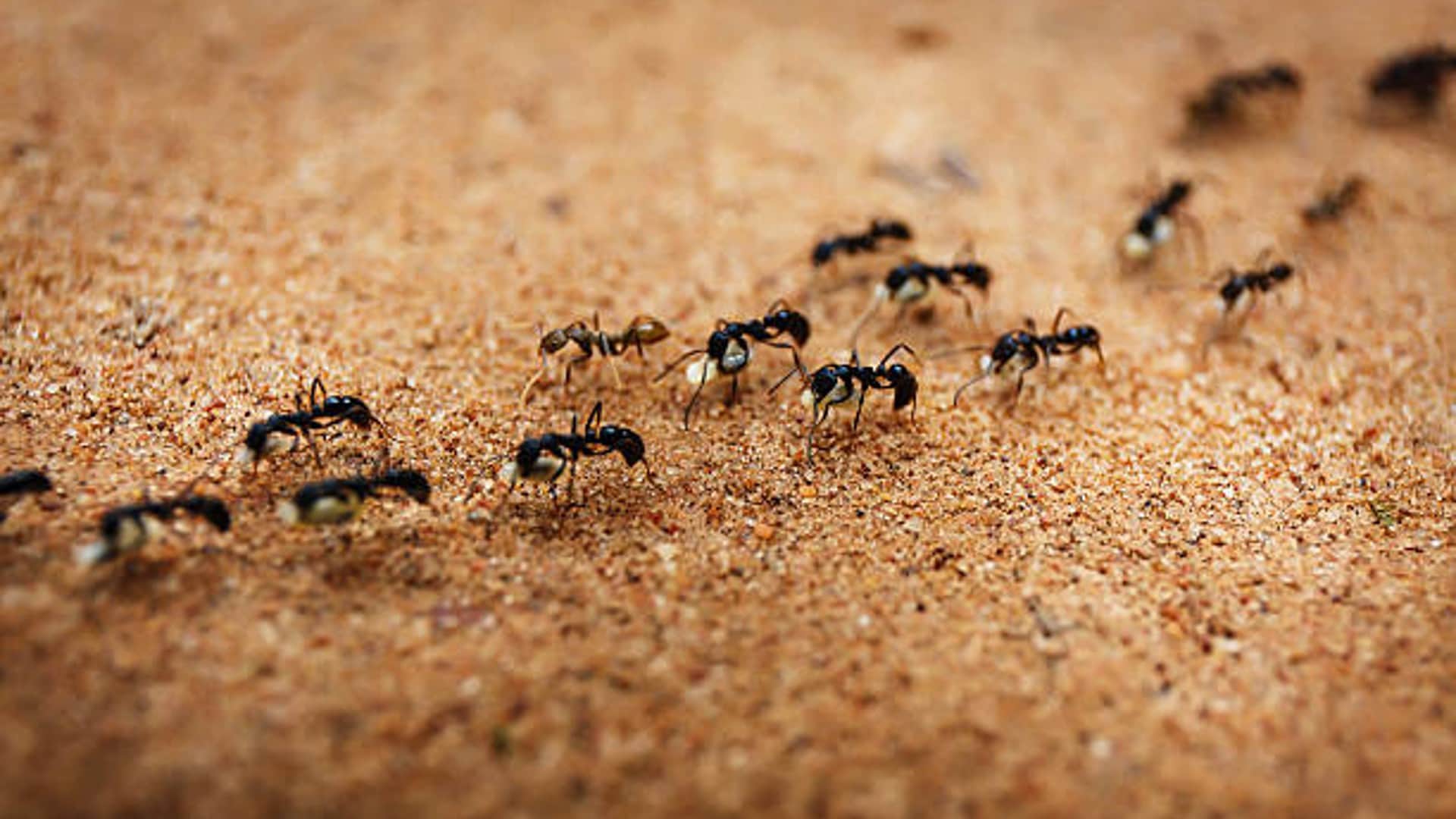 Ants vs Human Population Know How Many Ants Are in the World Compared to Humans