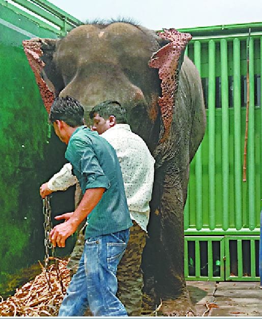 Court hearing the case of 'pink' elephant, next hearing on 13th boycott lawyers