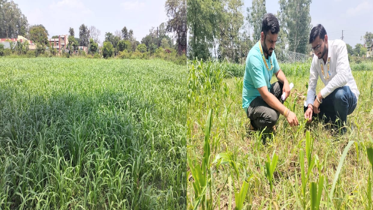 A week after cutting animal feed is being prepared again in the fields, the experiment is successful in Krishi Vigyan Kendra Dhaulakuan