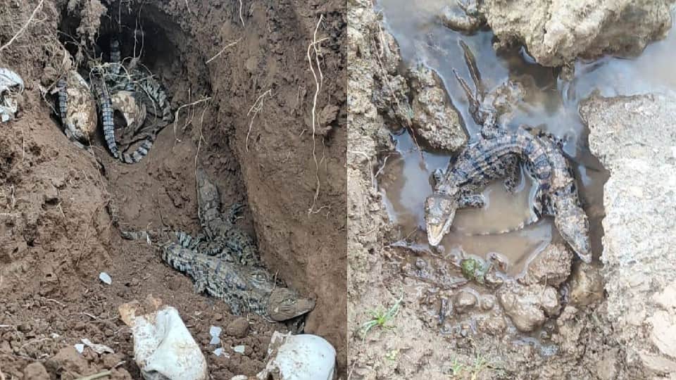 crocodile hatching started in Chambal Sanctuary