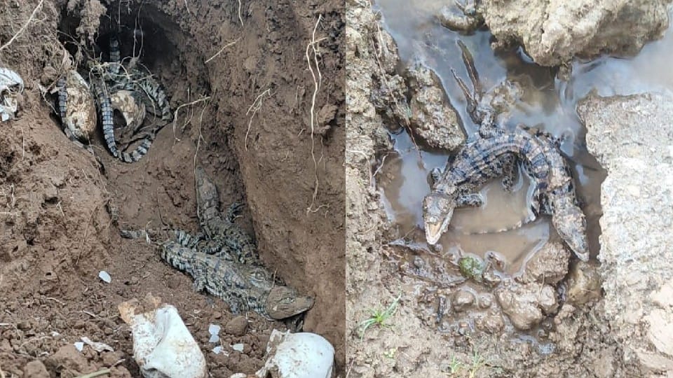 crocodile hatching started in Chambal Sanctuary