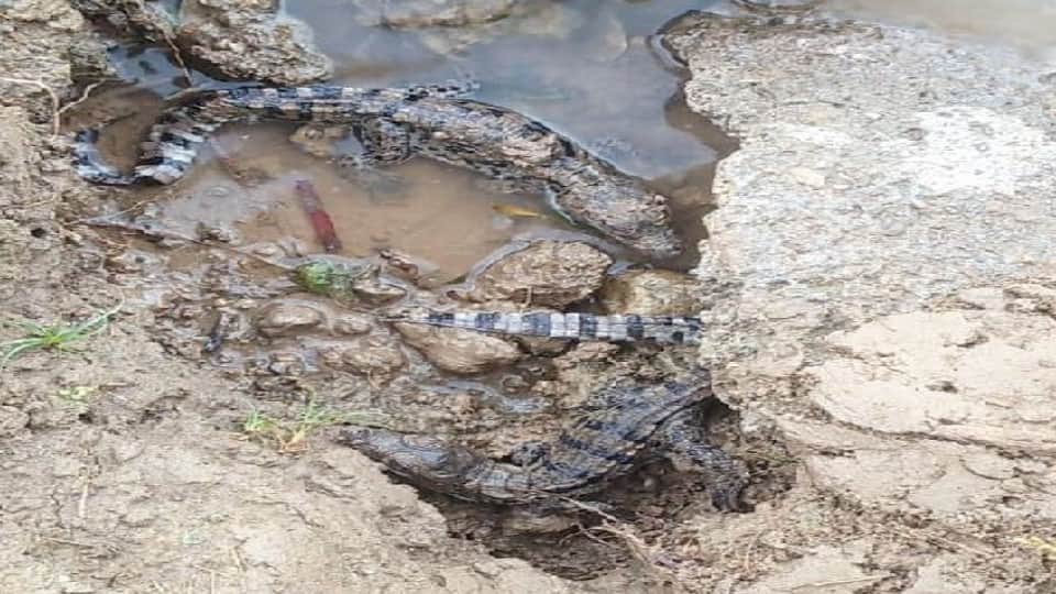 crocodile hatching started in Chambal Sanctuary