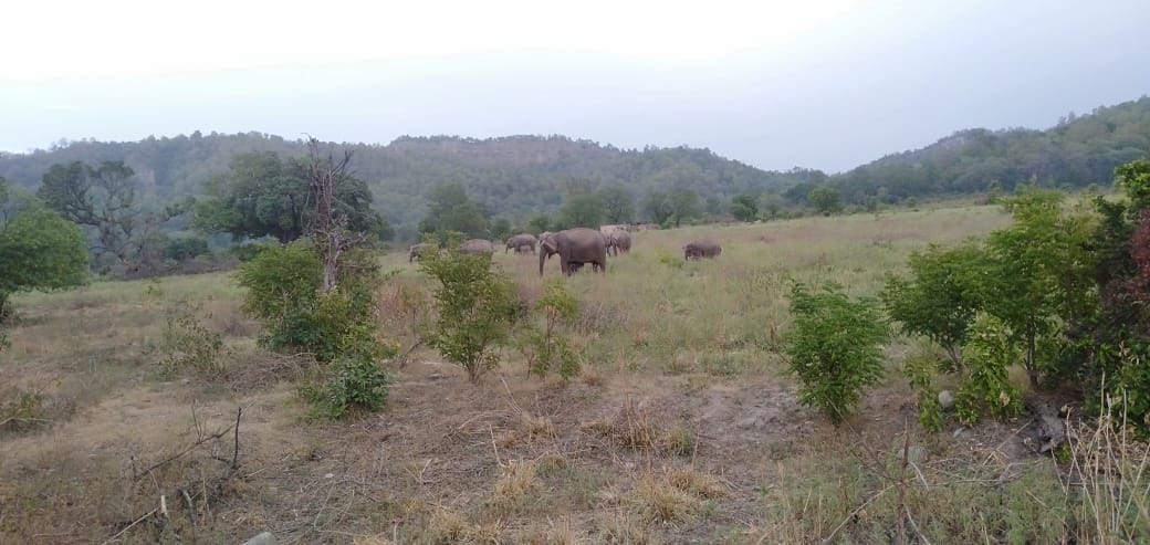 Elephants coming out of the forests in search of fodder