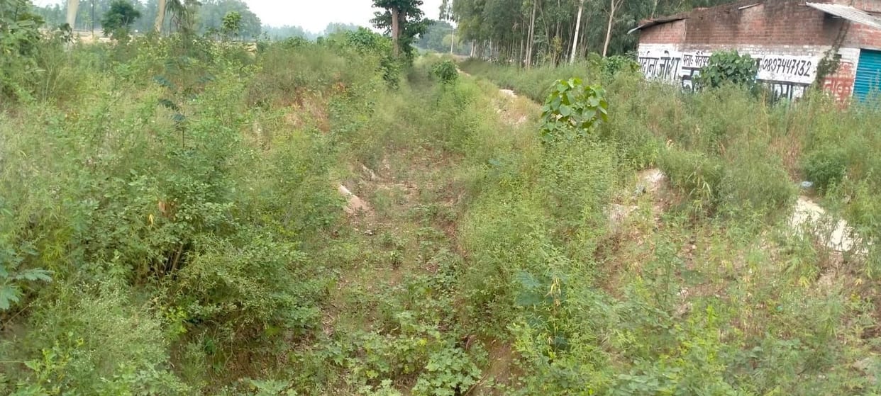 Sugarcane crop drying up for 50 thousand farmers