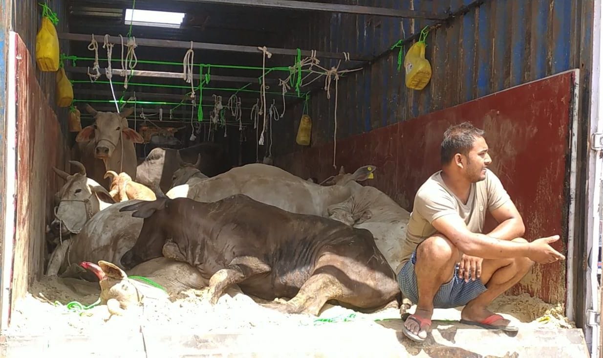 46 cattle found in postal parcel container, 38 killed