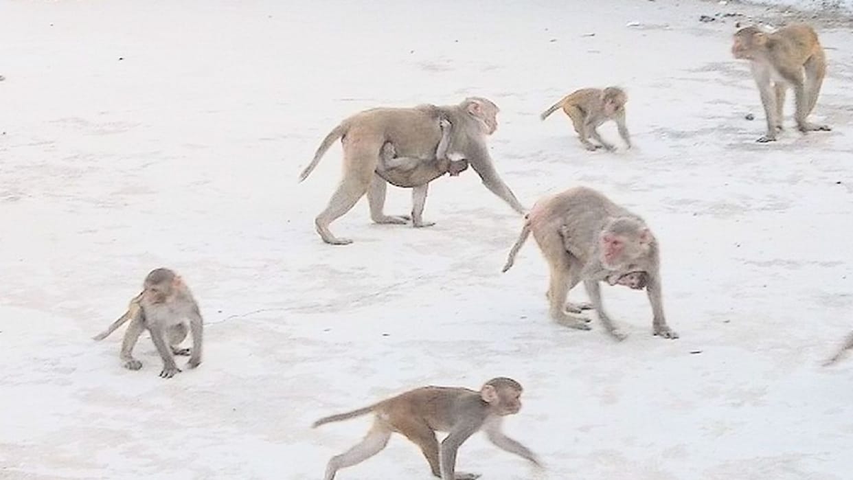 monkeys snatch Prasad in Kashi Vishwanath Dham