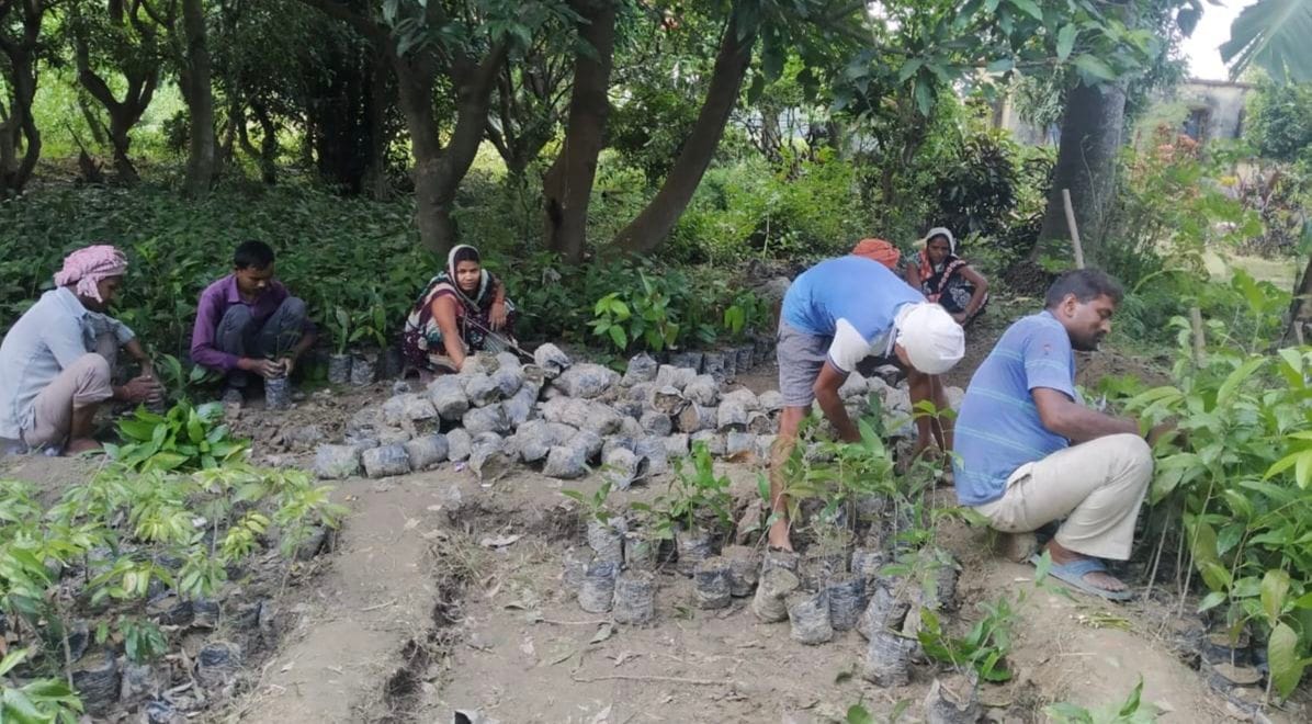 More than 13 lakh saplings were planted, officials do not know how safe