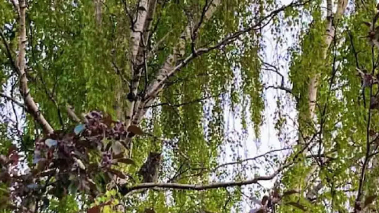 optical illusion hides 3 owls can you find them