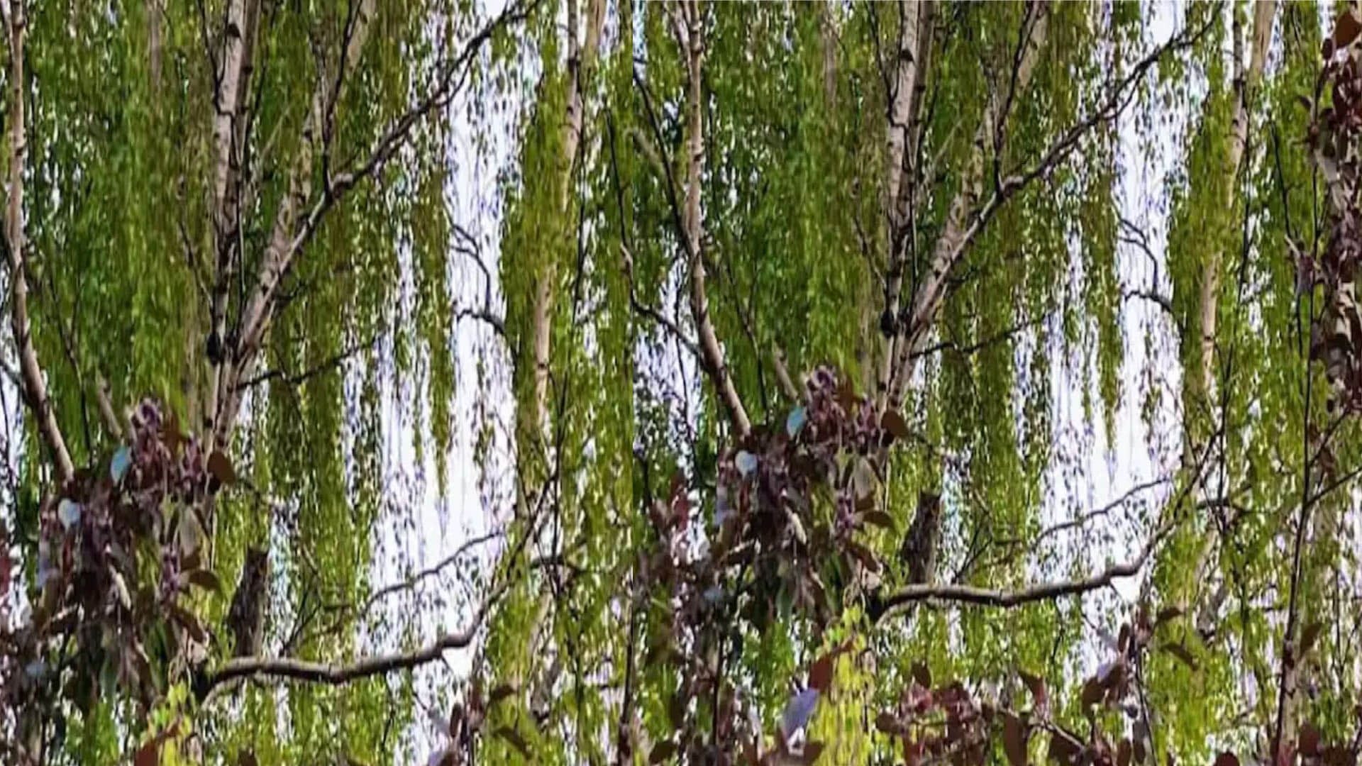 optical illusion hides 3 owls can you find them