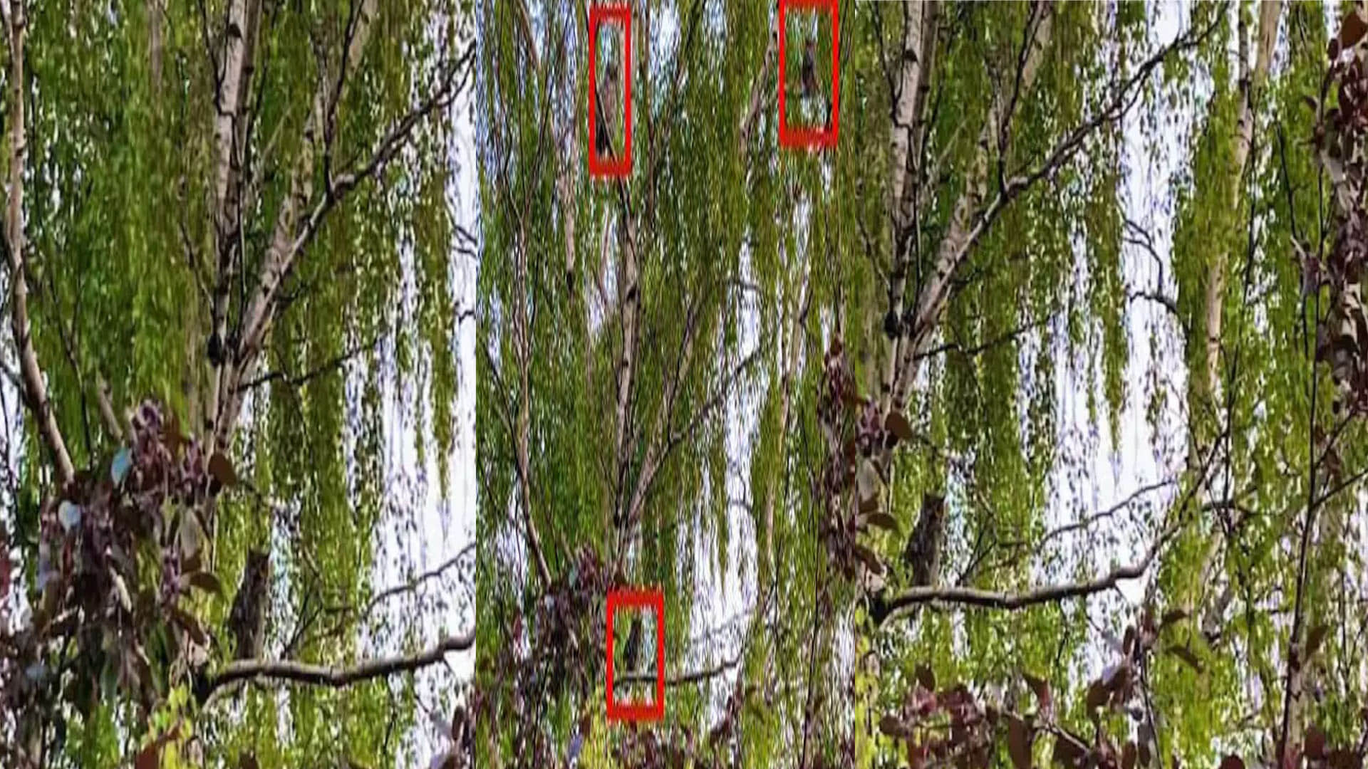 optical illusion hides 3 owls can you find them