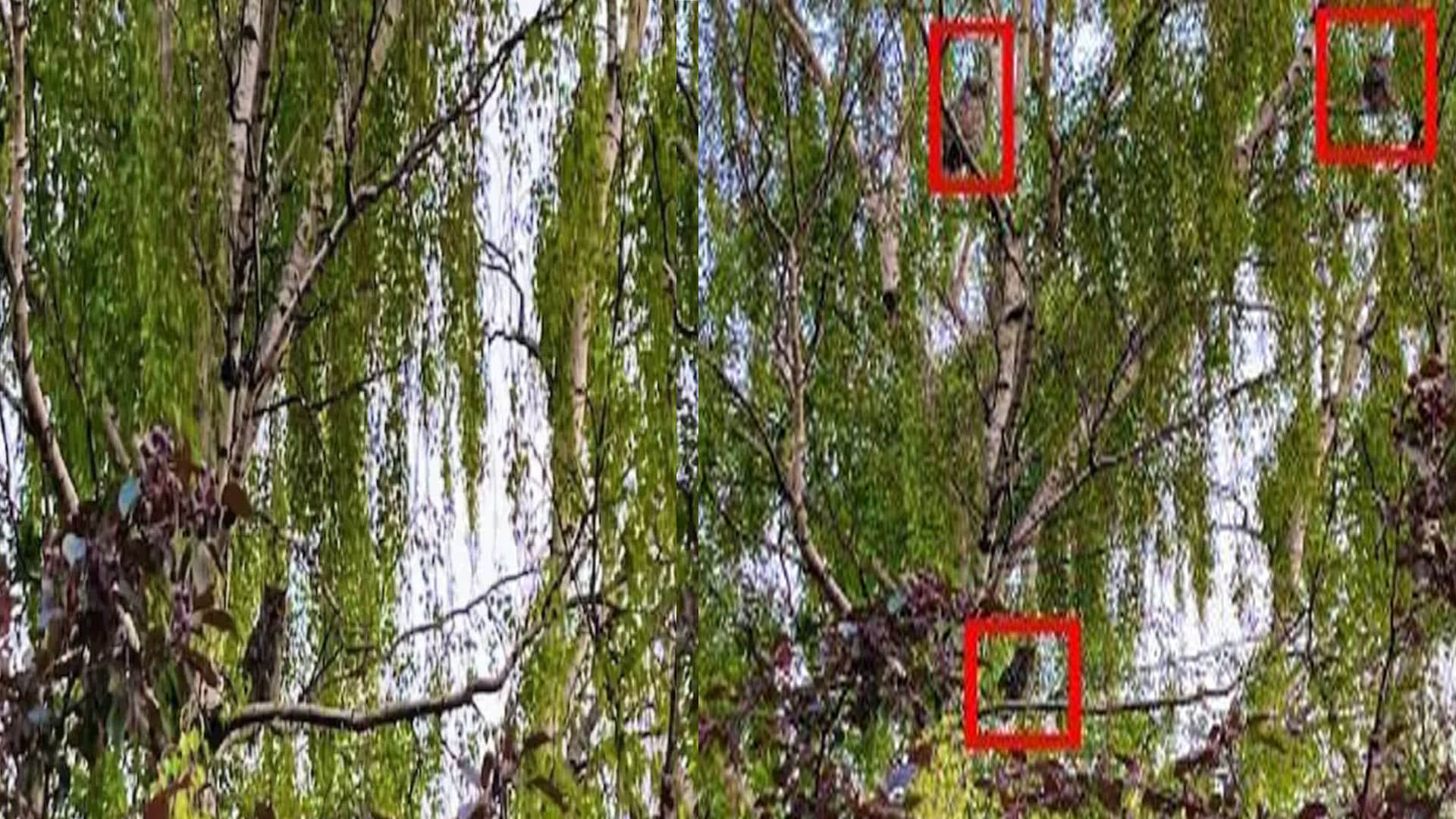 optical illusion hides 3 owls can you find them