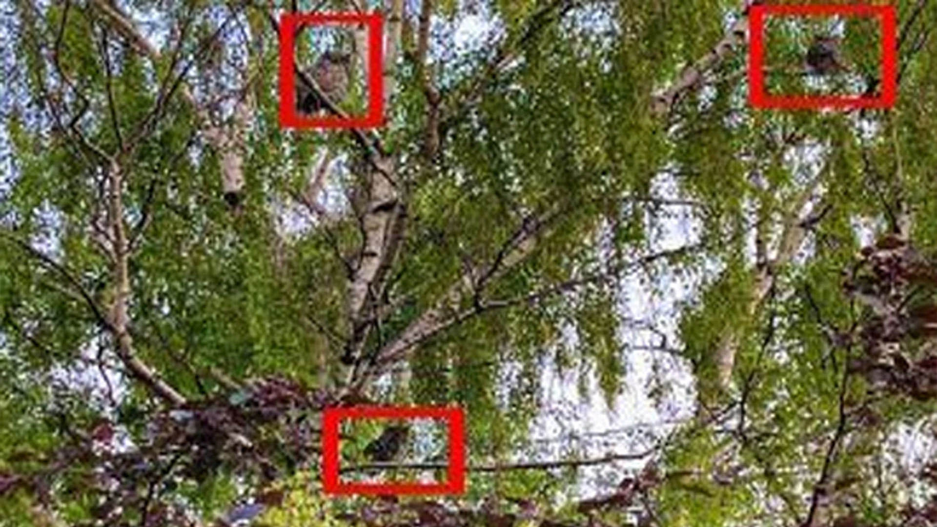 optical illusion hides 3 owls can you find them