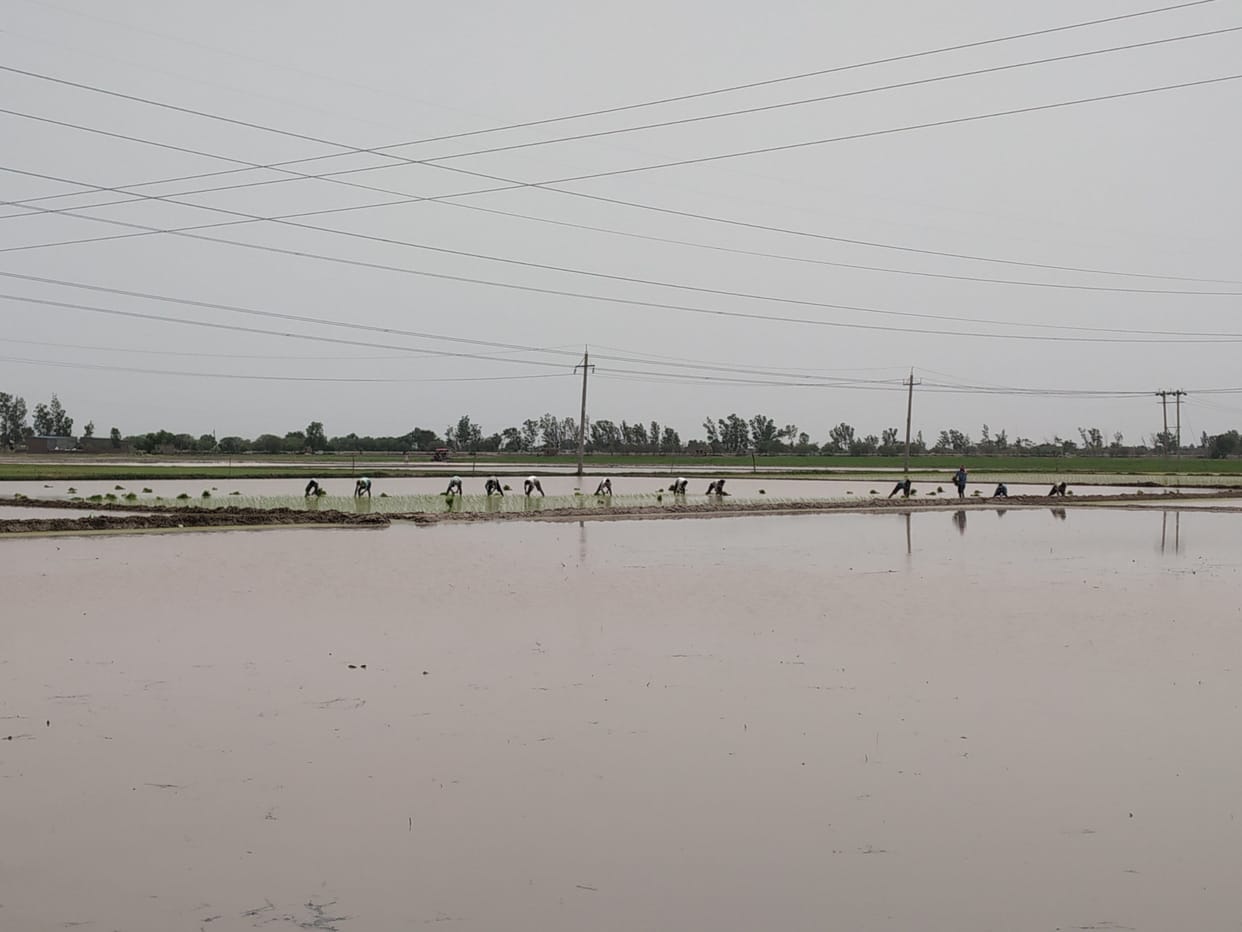Workers did not come from UP, Bihar and Jharkhand, the crisis of paddy planting