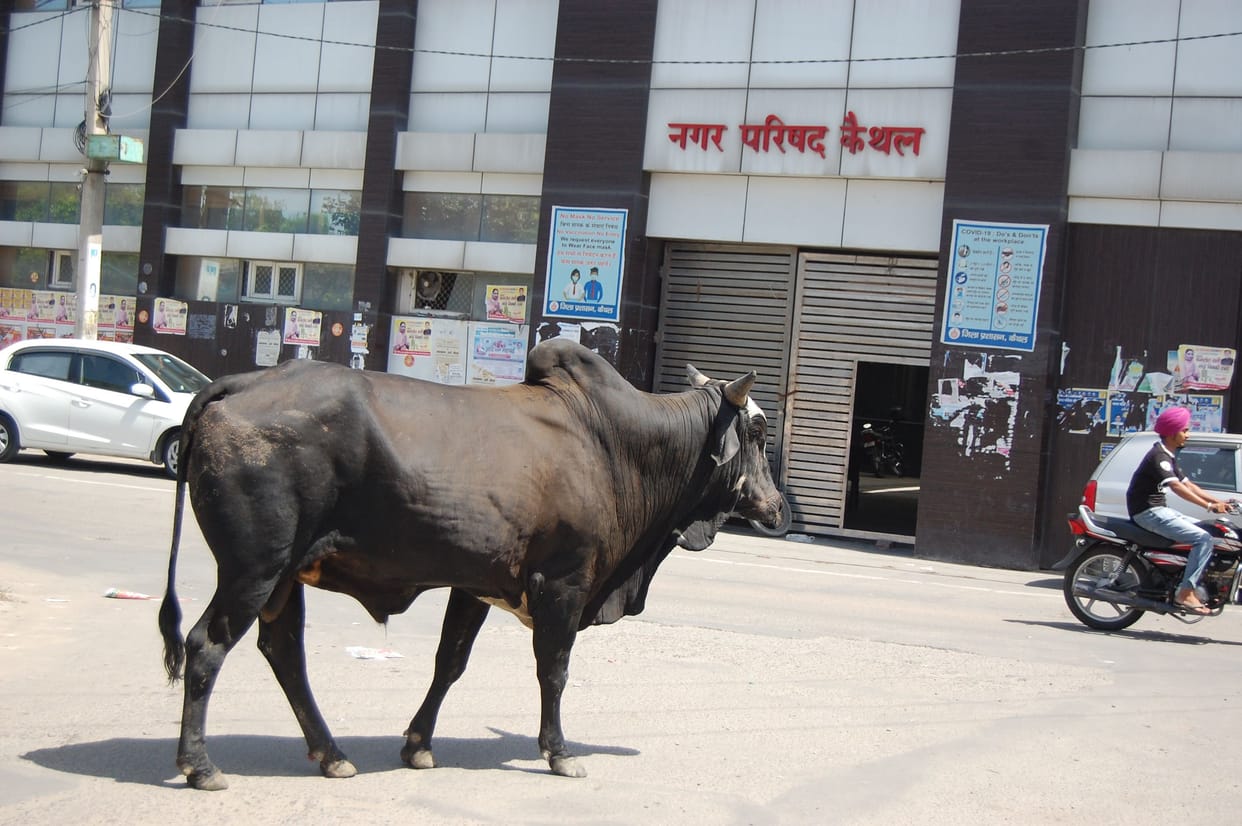 Cause of animal accidents on the roads