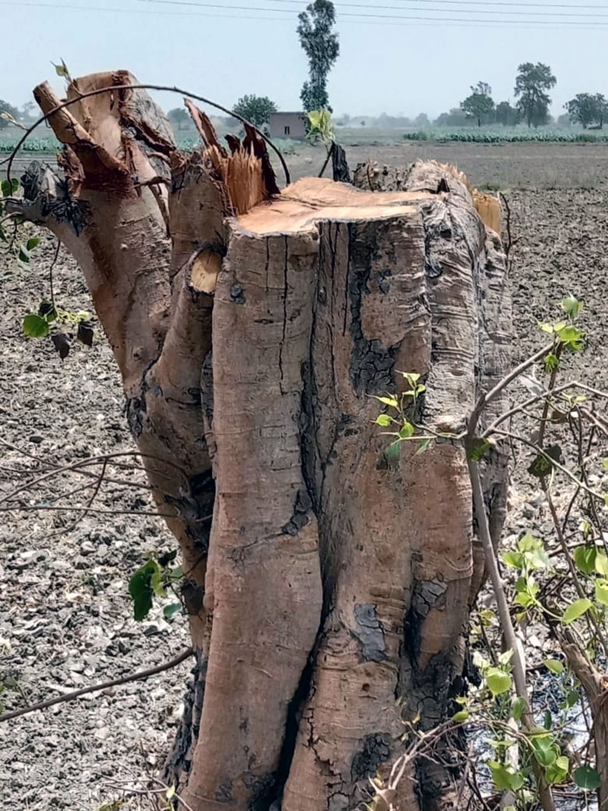 Cut down green trees, the remains found covered