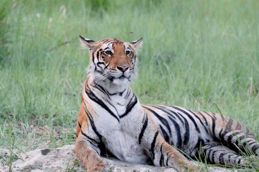 Eight days, two hunts... the tigress is not coming to the hands of the team of 35 people
