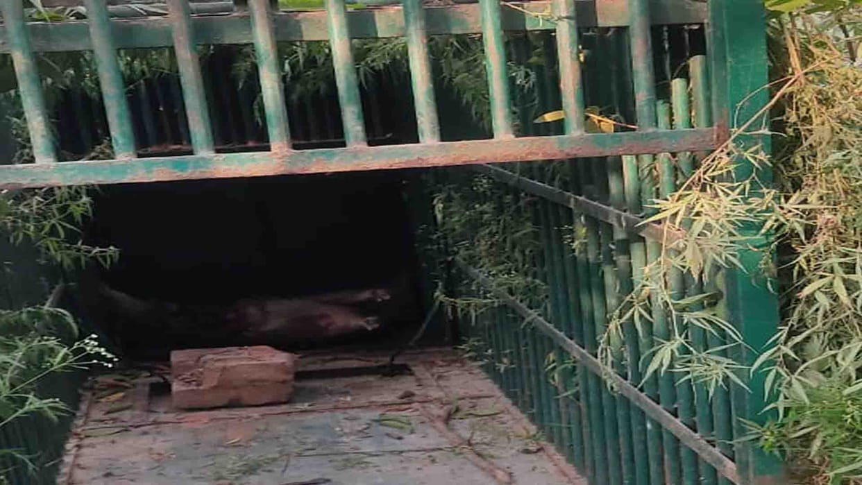 Kanpur: Panic among people due to leopard attack