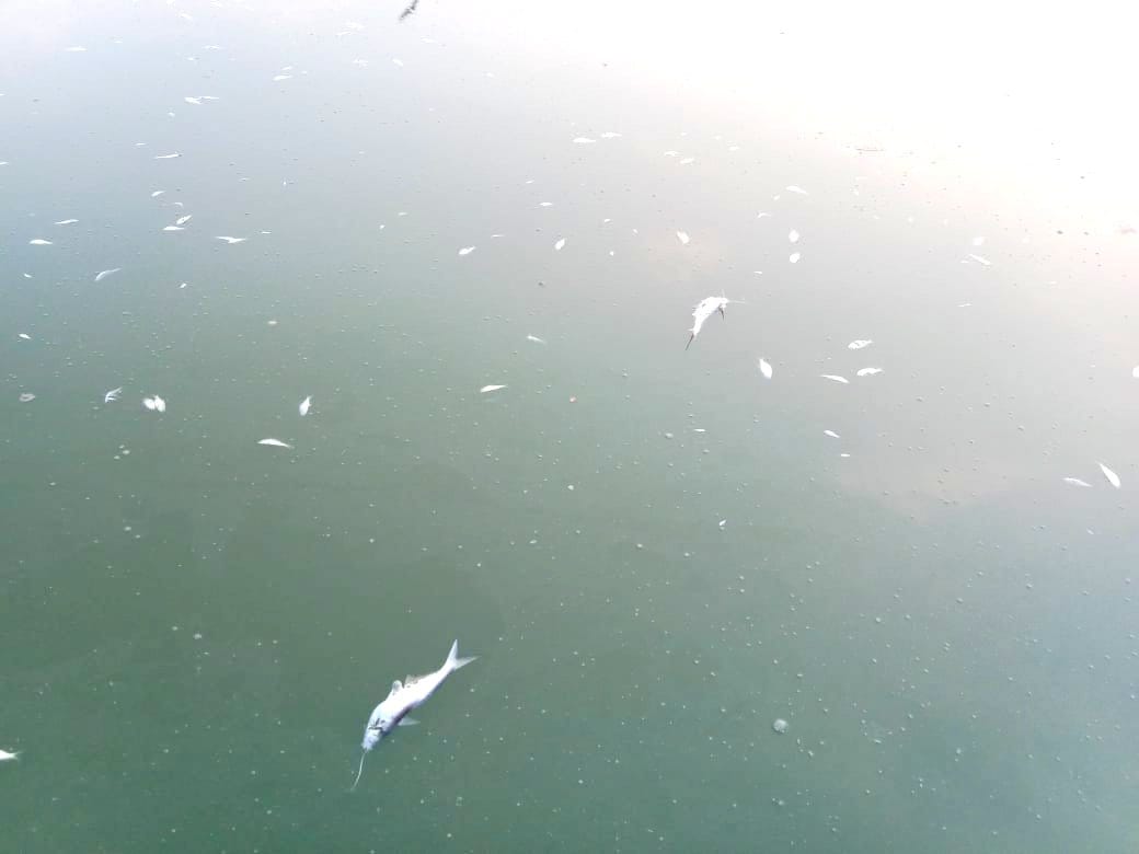 Water of pucca pond in Auraiya contaminated, thousands of fish died, angry people created a ruckus