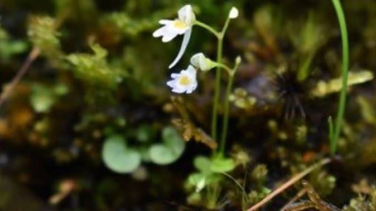 First insectivorous plant found in Uttarakhand seen in India after 36 years