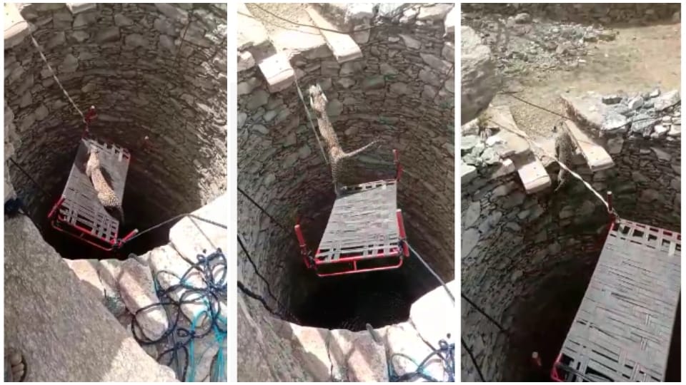 Leopard that fell in well was pulled out of jugaad Rajsamand Rajasthan