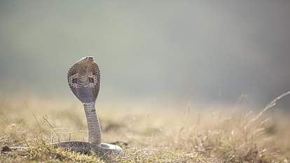 Maharashtra Shetphal Village Where Poisonous Cobra Snakes And Humans Live Together As A Family