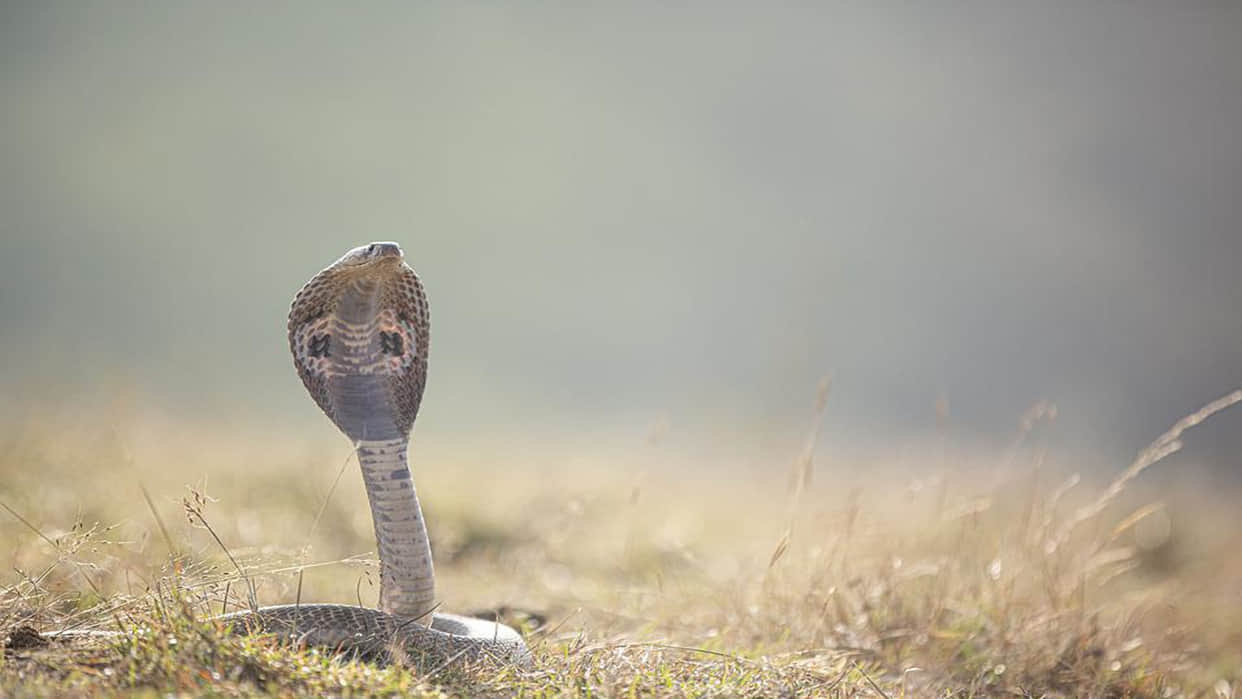 Maharashtra Shetphal Village Where Poisonous Cobra Snakes And Humans Live Together As A Family