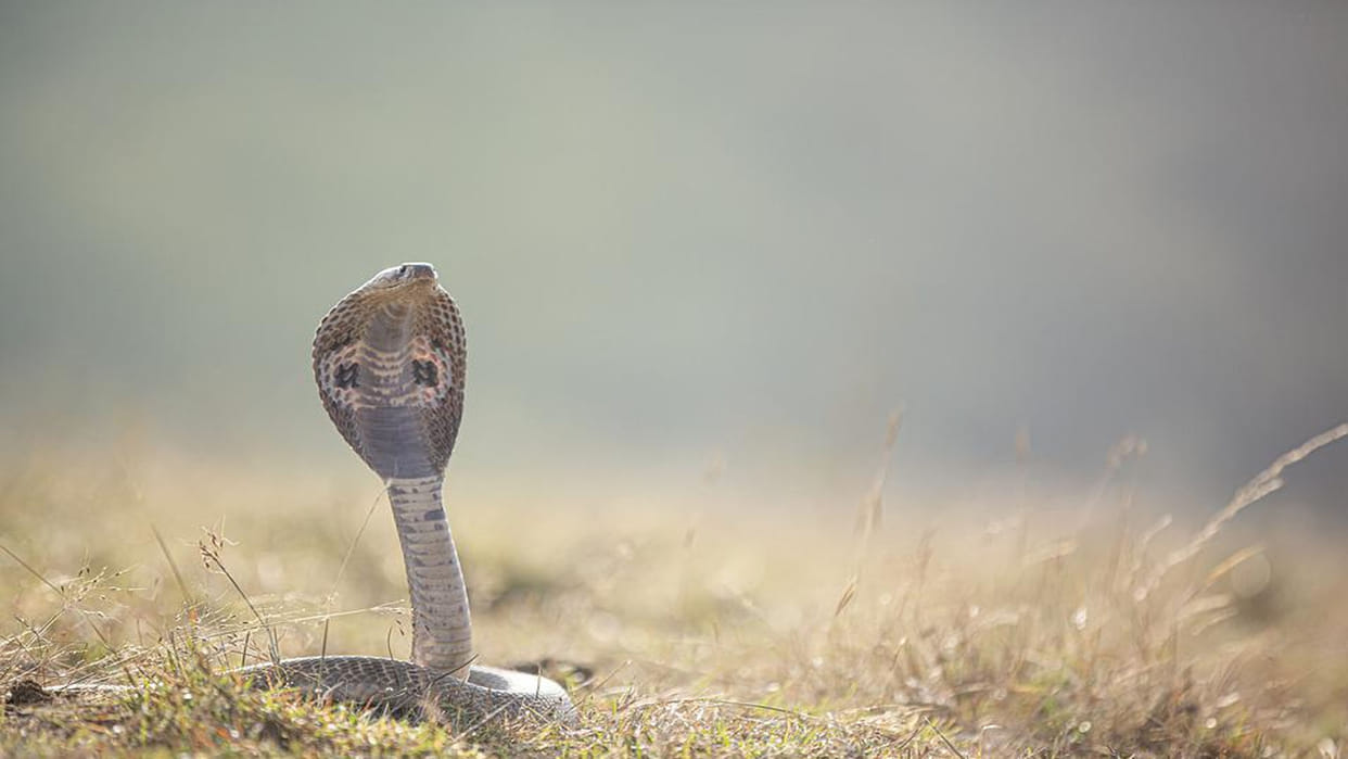 Maharashtra Shetphal Village Where Poisonous Cobra Snakes And Humans Live Together As A Family