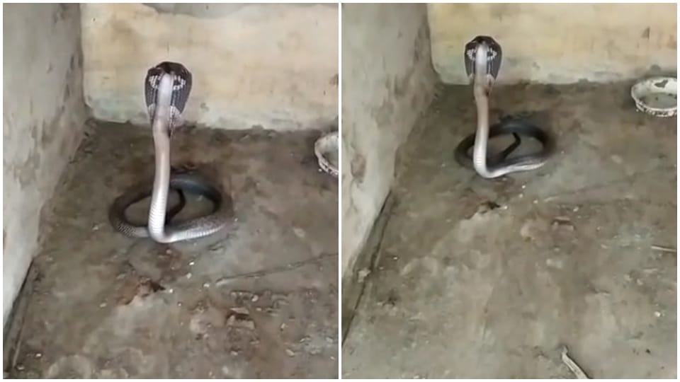 cobra came out at pilibhit dm residence forest workers rescue