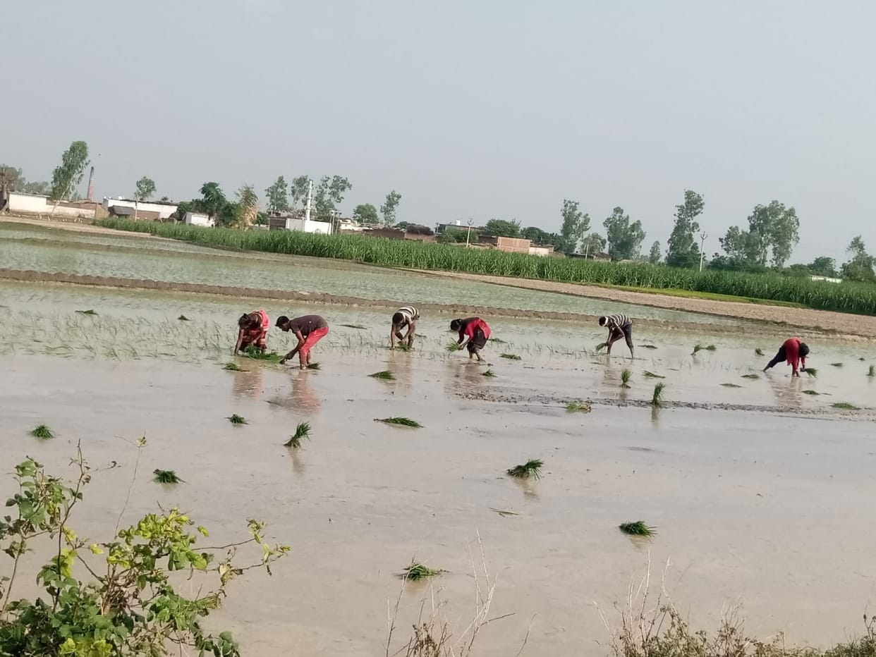 Four thousand hectare area of ??paddy decreased if the cost increased